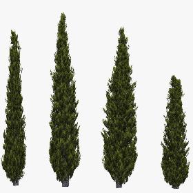 Italian Cypress 2